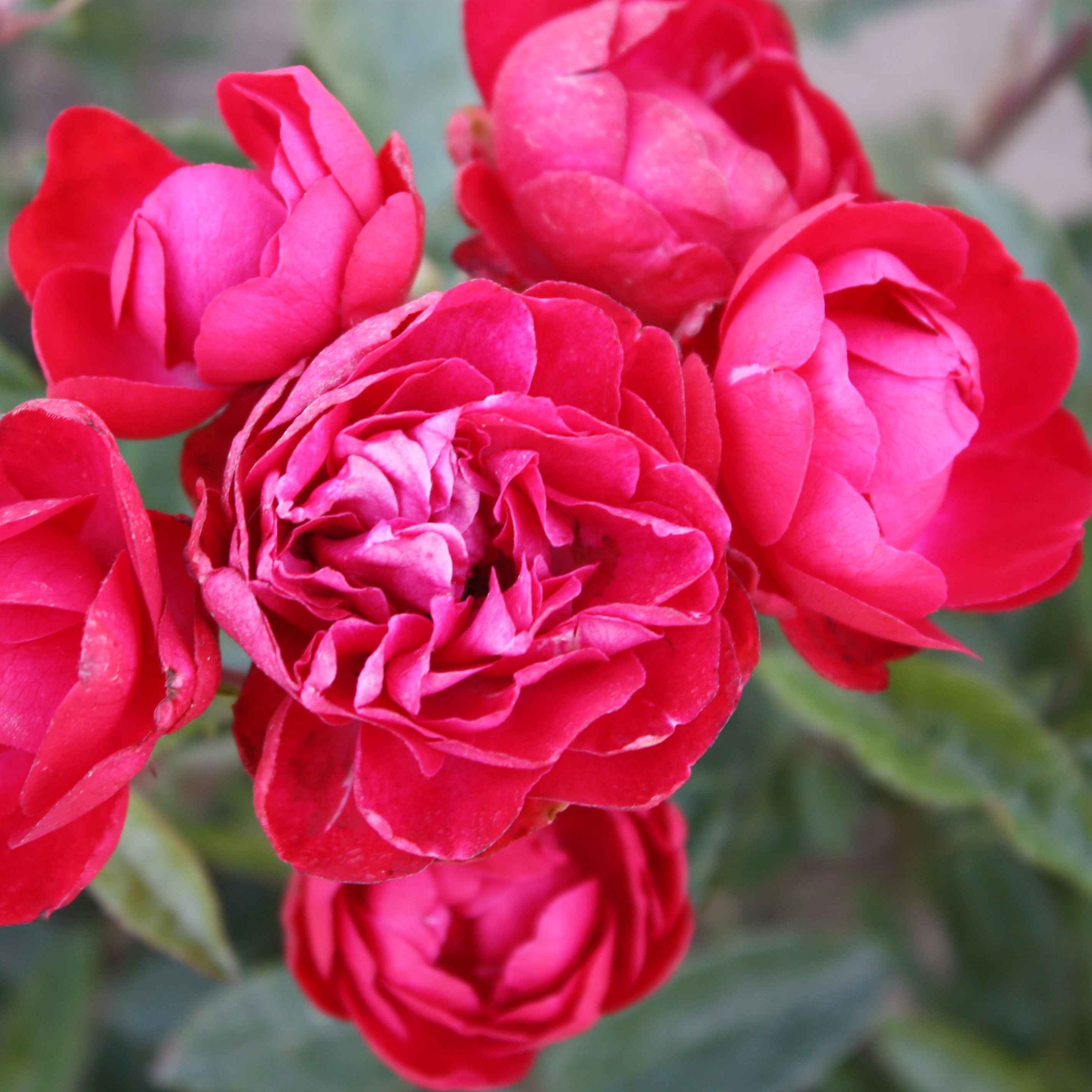 Роза флорибунда Мосдаг